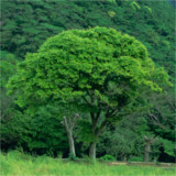 木